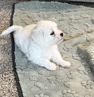 Polar, a male Coton de Tulear for sale in Roodhouse, IL – 1 of 6