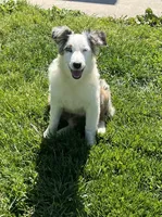 Jackie    BMF, a female Australian Shepherd for sale in Roodhouse, IL – 5 of 9