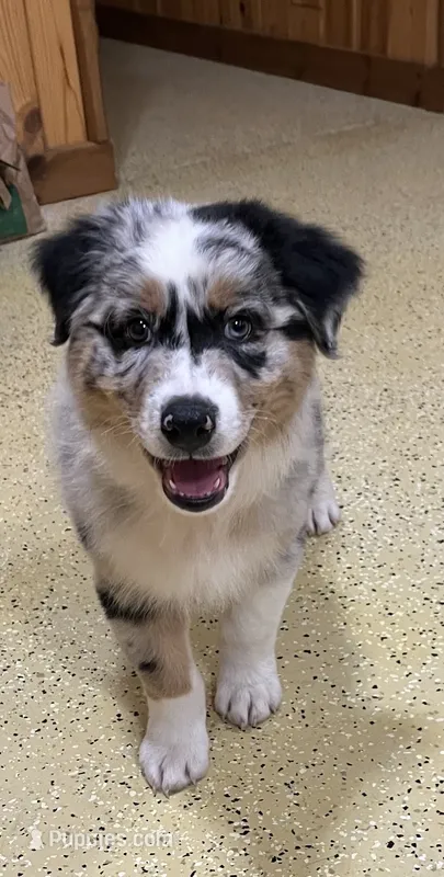 Wade – Australian Shepherd puppy for sale in Roodhouse, IL