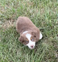 Pete, a male Australian Shepherd for sale in Roodhouse, IL – 5 of 8