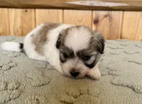 Mocha , a female Coton de Tulear for sale in Roodhouse, IL – 1 of 6