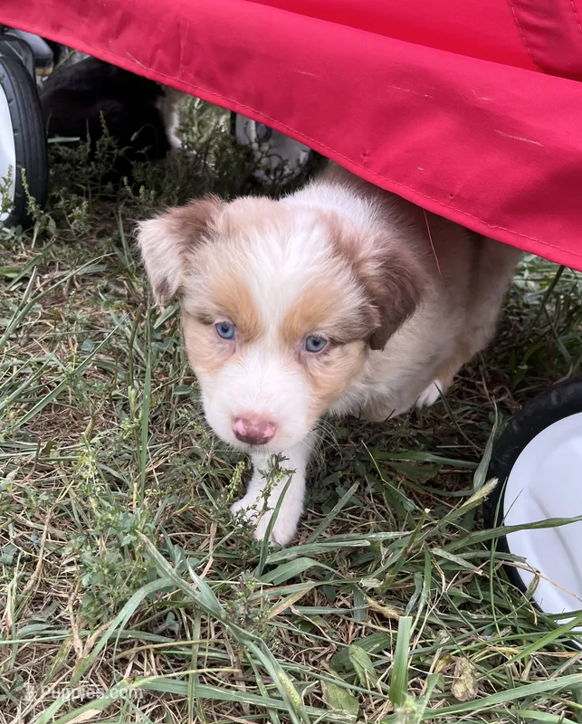 Tyler – Australian Shepherd puppy for sale in Roodhouse, IL