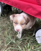 Tyler, a male Australian Shepherd for sale in Roodhouse, IL – 3 of 10