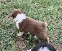 Curlie, a male Australian Shepherd for sale in Roodhouse, IL – 4 of 6