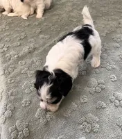 Bugle, a male Coton de Tulear for sale in Roodhouse, IL – 4 of 8