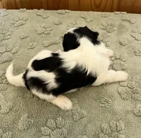 Bugle, a male Coton de Tulear for sale in Roodhouse, IL – 2 of 8