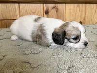 Latte , a male Coton de Tulear for sale in Roodhouse, IL – 8 of 10