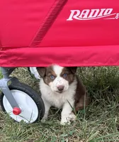 Cutie , a female Australian Shepherd for sale in Roodhouse, IL – 5 of 10
