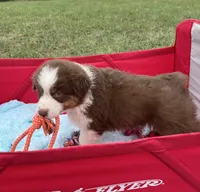 Chubbie, a female Australian Shepherd for sale in Roodhouse, IL – 5 of 9