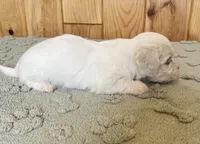 Chipper, a male Coton de Tulear for sale in Roodhouse, IL – 7 of 9