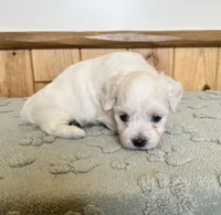 Polar, a male Coton de Tulear for sale in Roodhouse, IL – 6 of 8