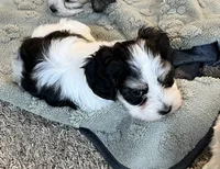 Bugle, a male Coton de Tulear for sale in Roodhouse, IL – 3 of 8