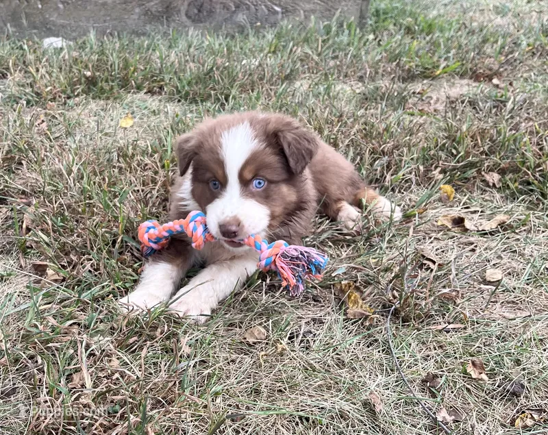 Pete – Australian Shepherd puppy for sale in Roodhouse, IL