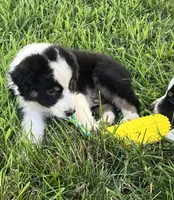 Balto, a male Australian Shepherd for sale in Roodhouse, IL – Photo 4 of 10
