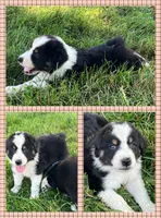 Balto, a male Australian Shepherd for sale in Roodhouse, IL – Photo 1 of 10