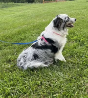 Balto, a male Australian Shepherd for sale in Roodhouse, IL – Photo 9 of 10
