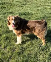 Balto, a male Australian Shepherd for sale in Roodhouse, IL – Photo 10 of 10