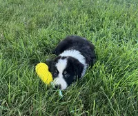 Balto, a male Australian Shepherd for sale in Roodhouse, IL – Photo 6 of 10