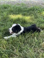 Balto, a male Australian Shepherd for sale in Roodhouse, IL – Photo 8 of 10