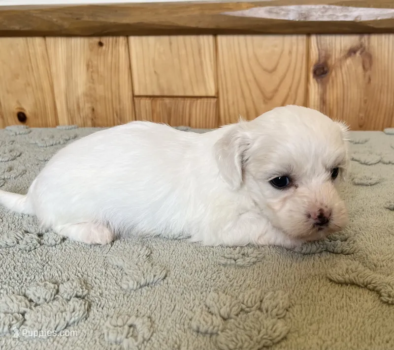 Chipper – Coton de Tulear puppy for sale in Roodhouse, IL