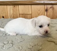 Chipper, a male Coton de Tulear for sale in Roodhouse, IL – 1 of 9
