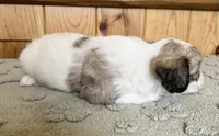 Latte , a male Coton de Tulear for sale in Roodhouse, IL – 9 of 10