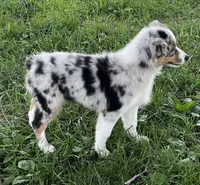 Pixie, a female Australian Shepherd for sale in Roodhouse, IL – Photo 8 of 10