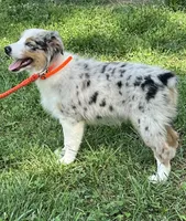Pixie, a female Australian Shepherd for sale in Roodhouse, IL – Photo 6 of 10