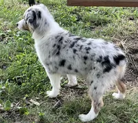 Pixie, a female Australian Shepherd for sale in Roodhouse, IL – Photo 5 of 10