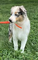 Pixie, a female Australian Shepherd for sale in Roodhouse, IL – Photo 4 of 10