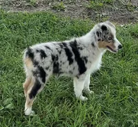 Pixie, a female Australian Shepherd for sale in Roodhouse, IL – Photo 7 of 10