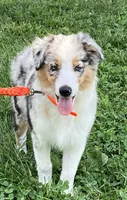 Pixie, a female Australian Shepherd for sale in Roodhouse, IL – Photo 3 of 10