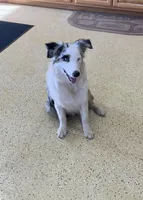 Jackie    BMF, a female Australian Shepherd for sale in Roodhouse, IL – 2 of 10