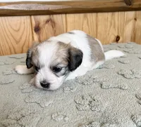 Latte , a male Coton de Tulear for sale in Roodhouse, IL – 2 of 10