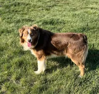 Trixie, a female Australian Shepherd for sale in Roodhouse, IL – Photo 7 of 10