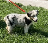 Trixie, a female Australian Shepherd for sale in Roodhouse, IL – Photo 6 of 10