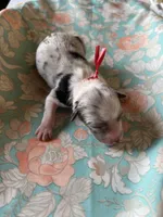 Trixie, a female Australian Shepherd for sale in Roodhouse, IL – Photo 10 of 10