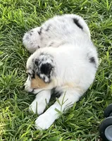 Trixie, a female Australian Shepherd for sale in Roodhouse, IL – Photo 3 of 10