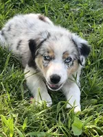 Trixie, a female Australian Shepherd for sale in Roodhouse, IL – Photo 8 of 10