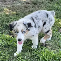 Trixie, a female Australian Shepherd for sale in Roodhouse, IL – Photo 2 of 10