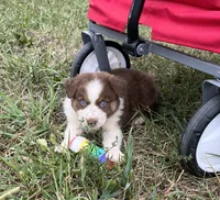 Cutie , a female Australian Shepherd for sale in Roodhouse, IL – 2 of 10