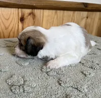 Latte , a male Coton de Tulear for sale in Roodhouse, IL – 4 of 10