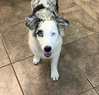 Jackie    BMF, a female Australian Shepherd for sale in Roodhouse, IL – 2 of 9