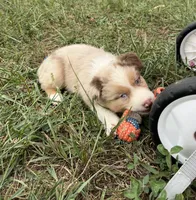 Tyler, a male Australian Shepherd for sale in Roodhouse, IL – 6 of 10