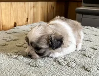 Mocha , a female Coton de Tulear for sale in Roodhouse, IL – 2 of 6