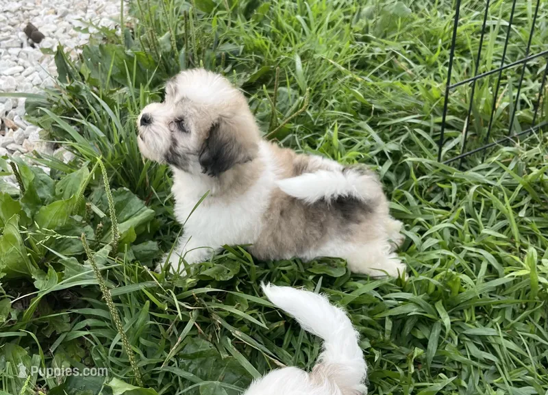 Mocha  – Coton de Tulear puppy for sale in Roodhouse, IL