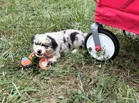 Wade, a male Australian Shepherd for sale in Roodhouse, IL – 4 of 10