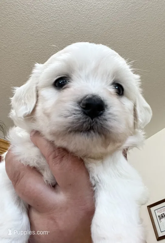 Polar – Coton de Tulear puppy for sale in Roodhouse, IL