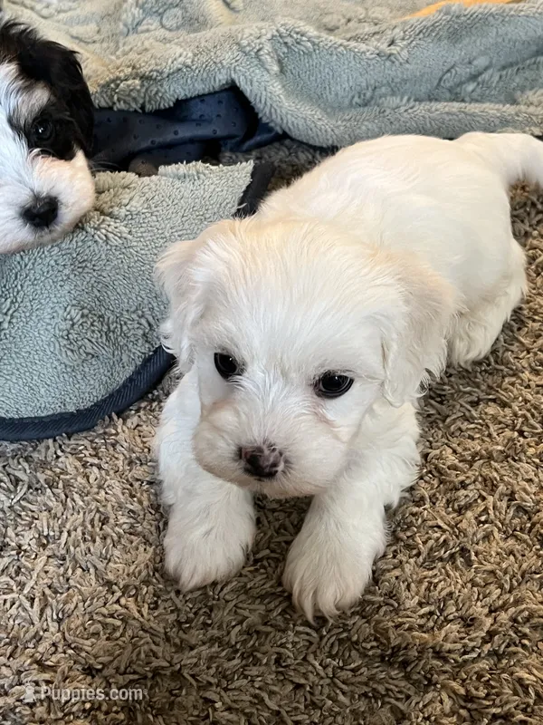 Chipper – Coton de Tulear puppy for sale in Roodhouse, IL