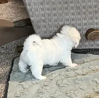 Polar, a male Coton de Tulear for sale in Roodhouse, IL – 2 of 6